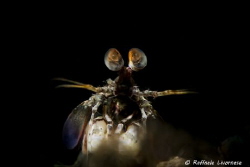 Manthis shrimp with snooted strobe light by Raffaele Livornese 
